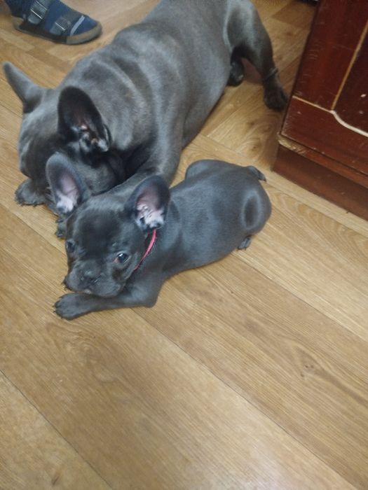 Французький бульдог Житомир