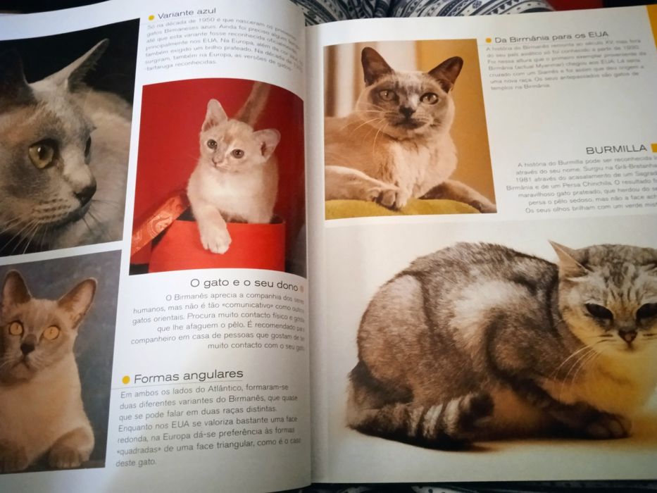 Livro os "Gatos"