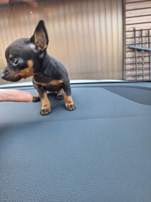 Ratlerek krysalik prawdziwa unikatowa miniaturka