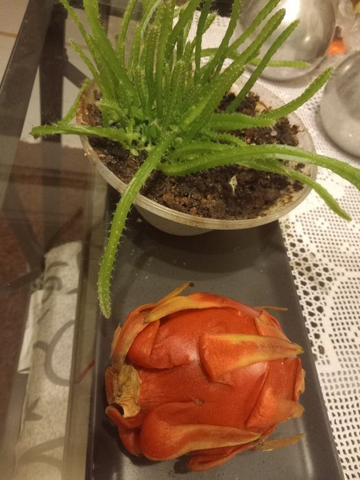 Plantação de pitayas são varios pés como se pode ver nas fotos