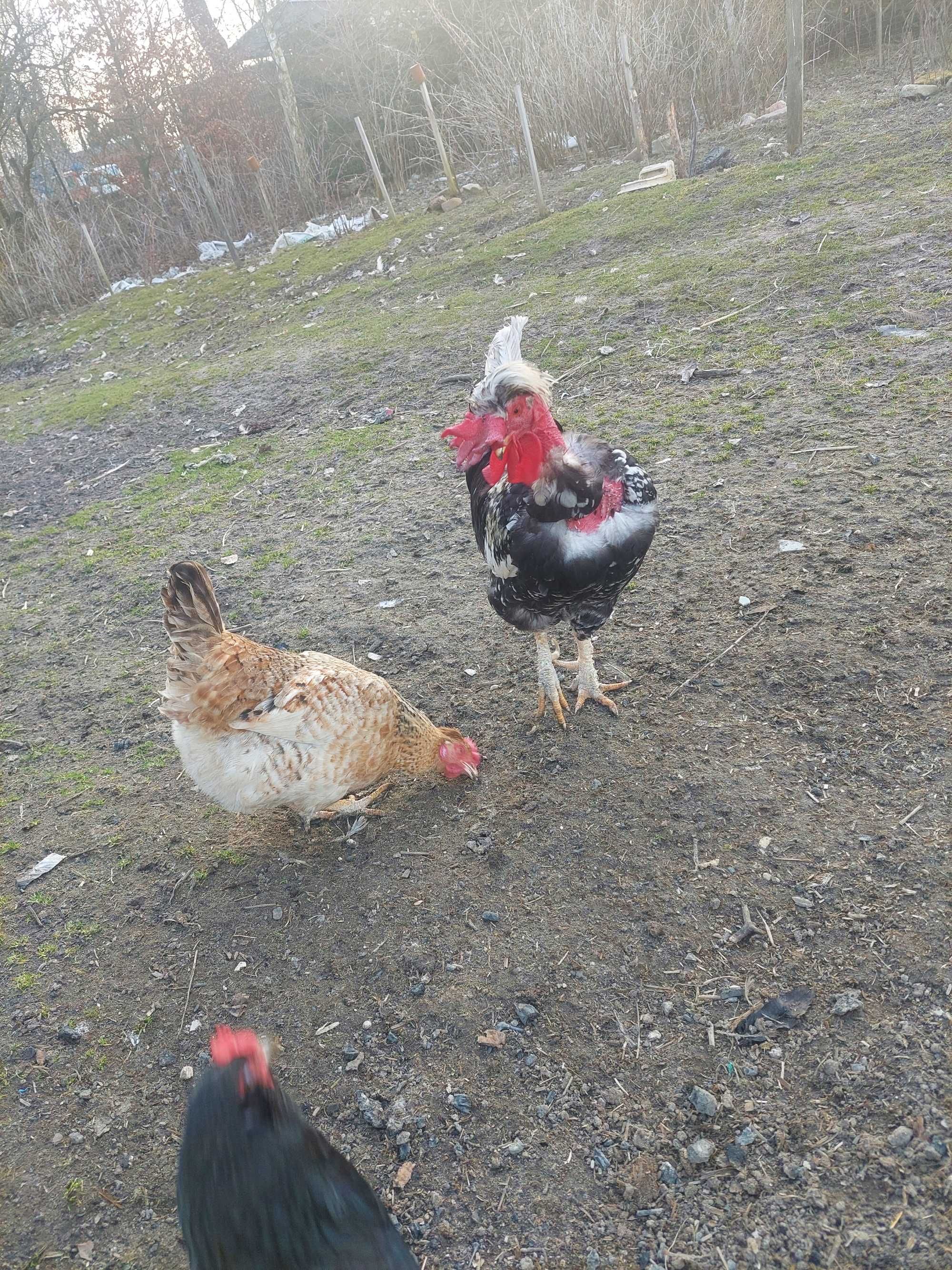 Jaja, jajka lęgowe kury ozdobne kochin czubatka fawerola gołoszyjki