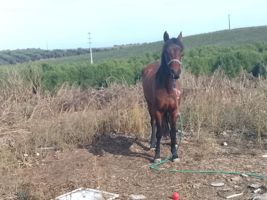 Vendo ou troco um égua com 3 anos muito mansa