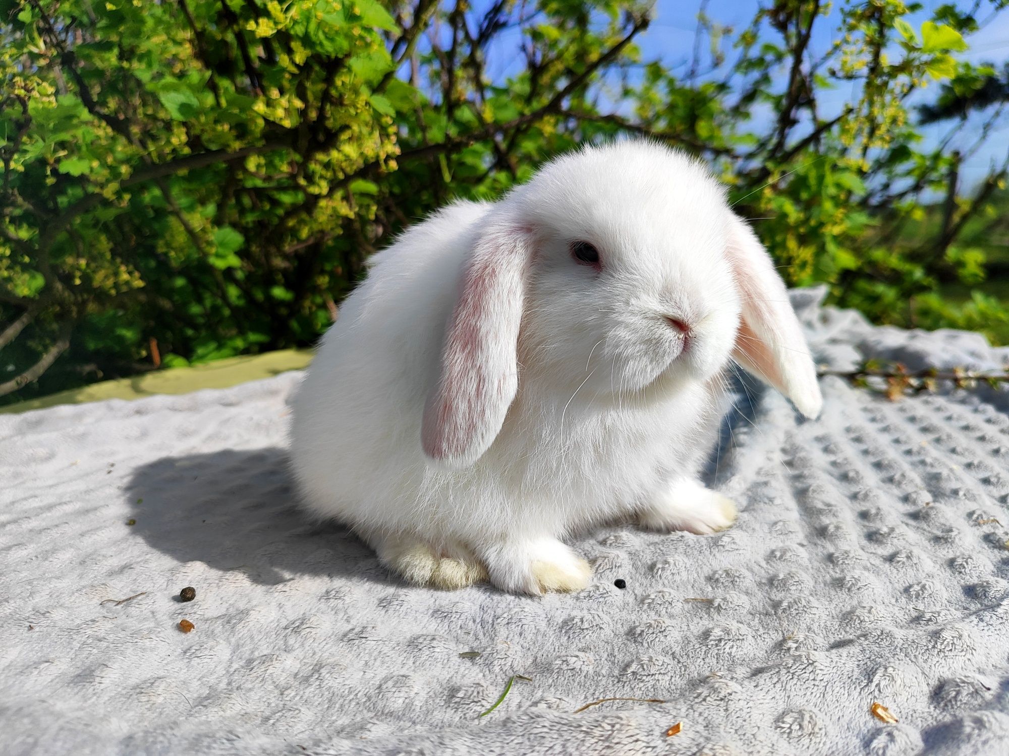 Mini lop metryka rasowy legalna hodowla królik miniaturka baranek