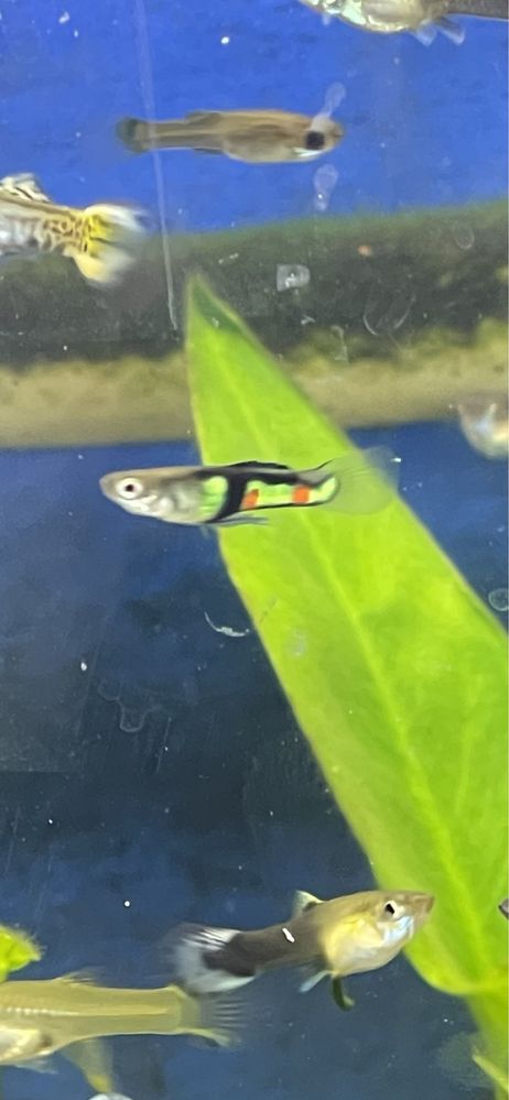 Guppys para venda
