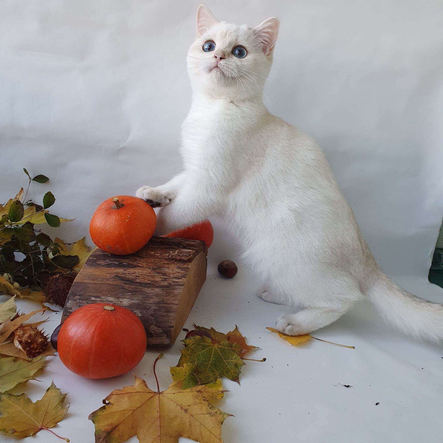 Белый, черный, рыжий, золотой есть котята у нас всех окрасов. Киев