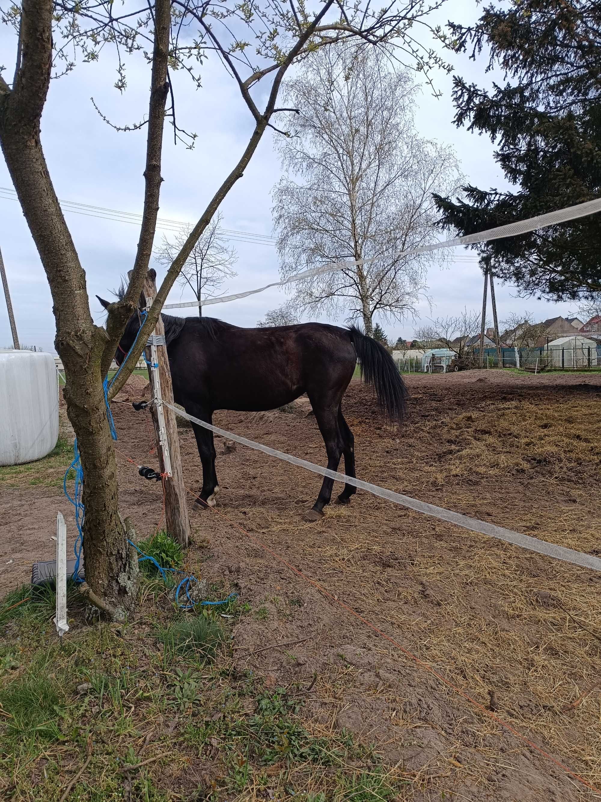 Sprzedam klacz szlachetną