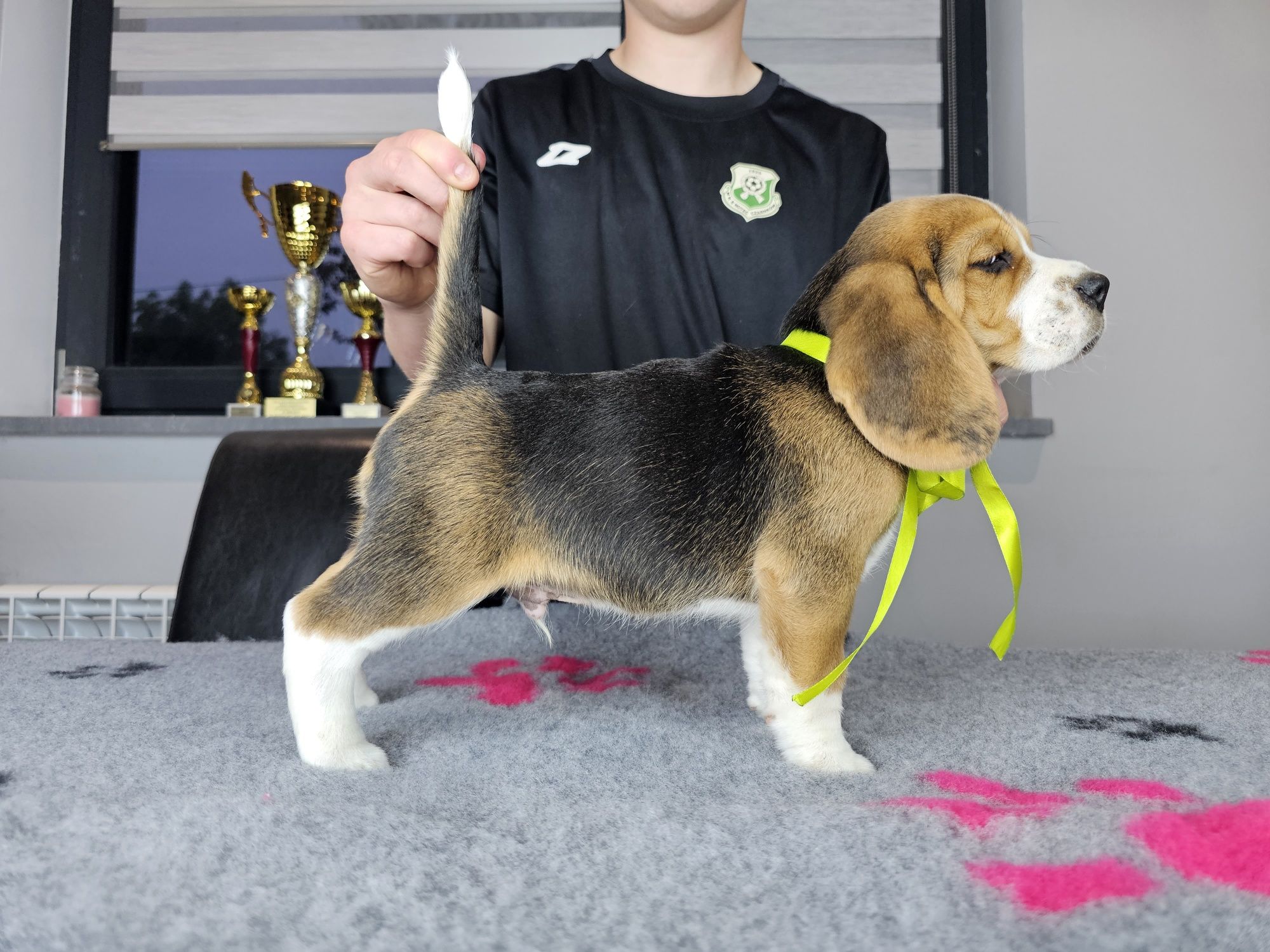 Beagle ZKWP FCI doskonały rodowód szczenię
