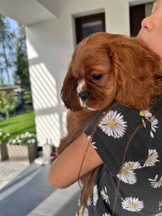Cavalier King spaniel piesek gotowe do odbioru