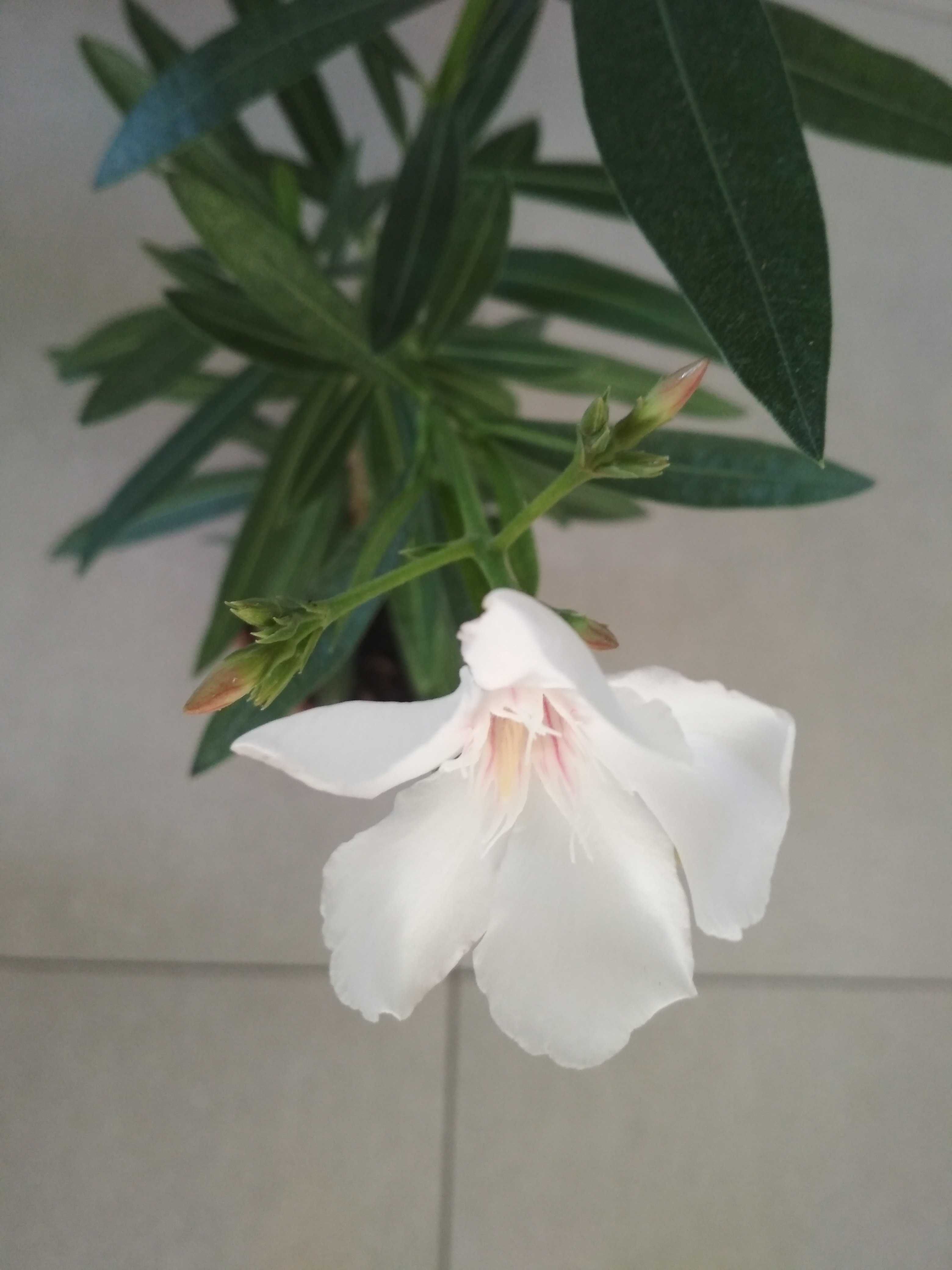 Biały kremowy kwitnący oleander
