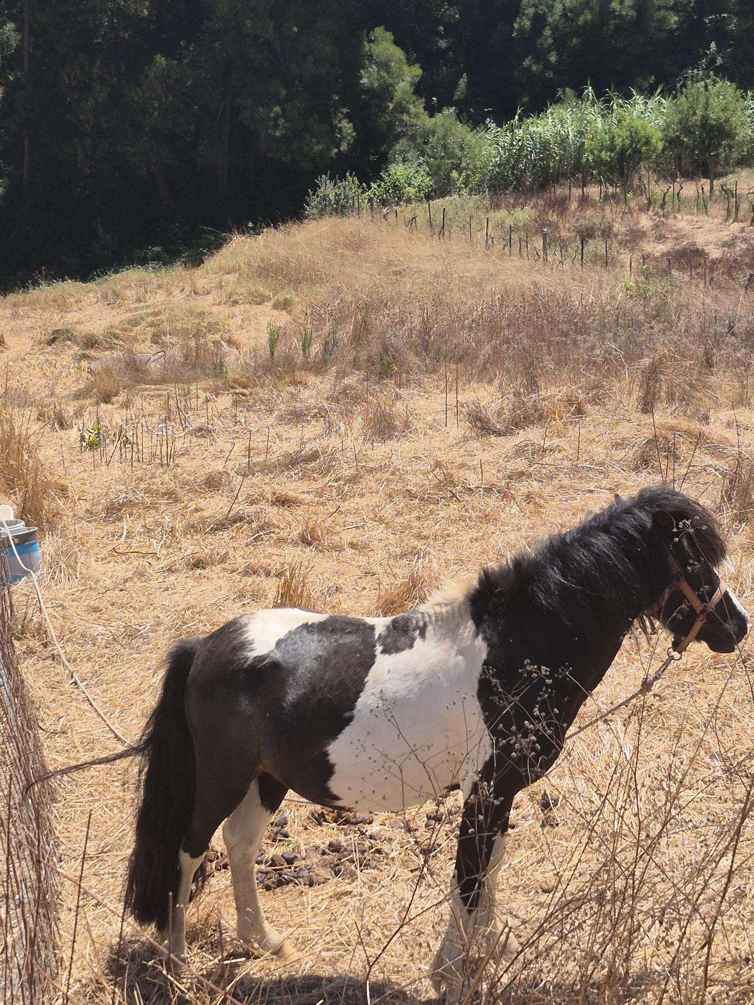 Ponei macho montado