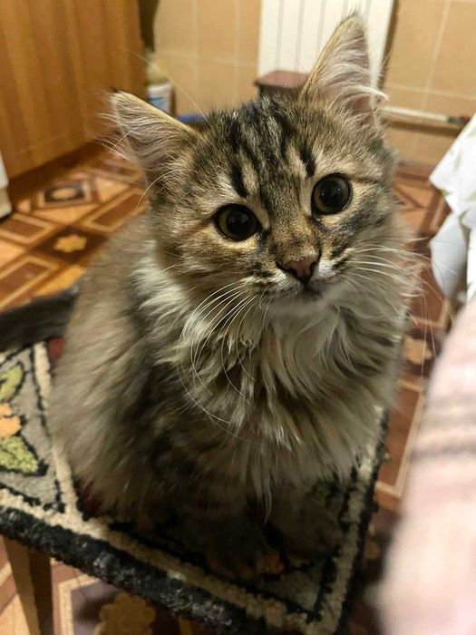 Котенята в добрі руки.