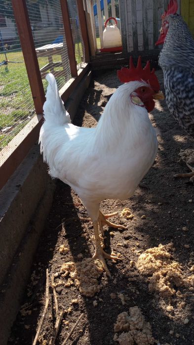 Sprzedam koguty kogutki zielononóżka i inne