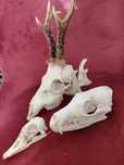 Taxidermy Zestaw Rogacz Lis Gęś