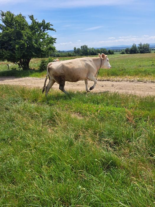 Продається корова,