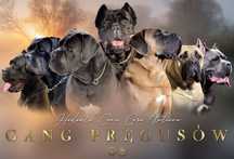 Cane Corso szczenię