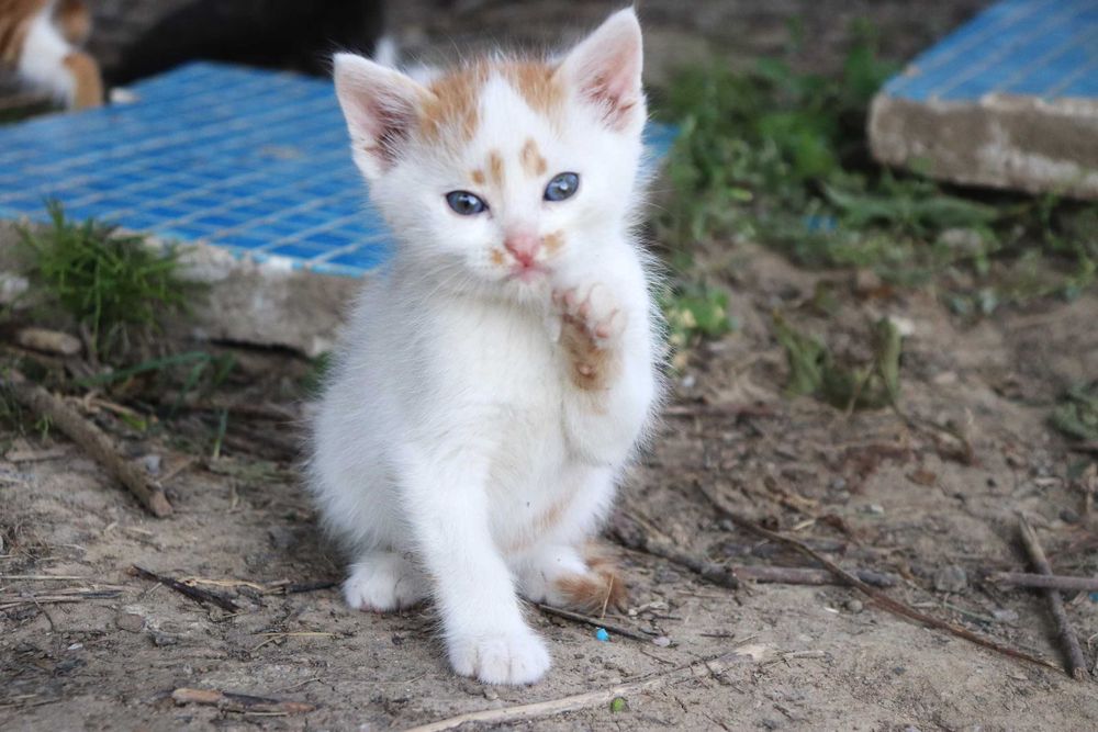 Дарую кошенят в хороші руки