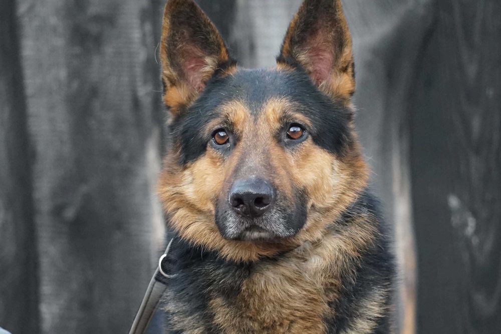 SATOSZ - piękny pies w typie owczarek niemiecki