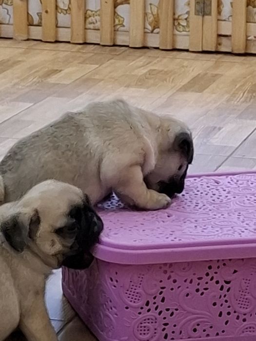 Мопсики девочки и мальчики