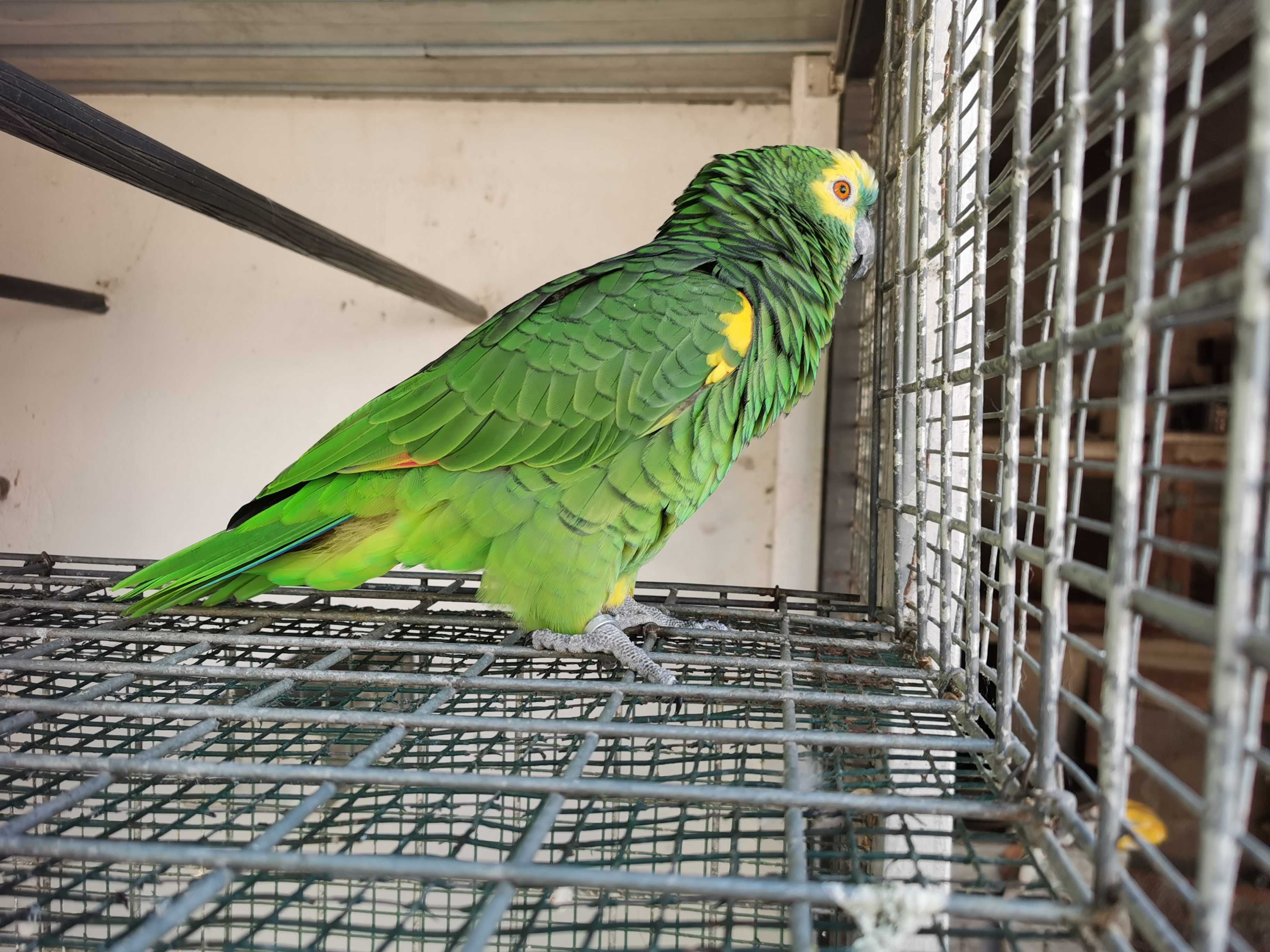 Papagaio Amazona Aestiva e papagaio cinzento