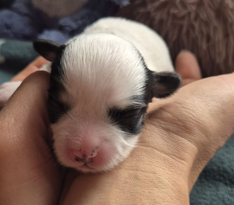 Do Rezerwacji Rocky Morkie