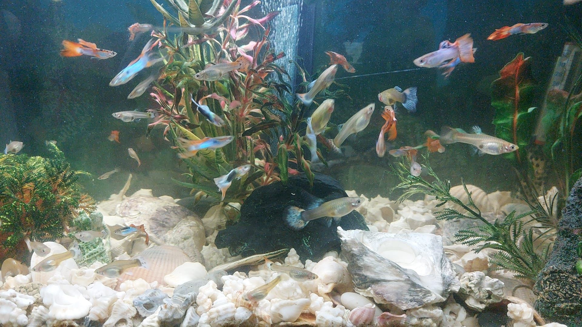 Guppy variáveis / Camarões Blue Dream