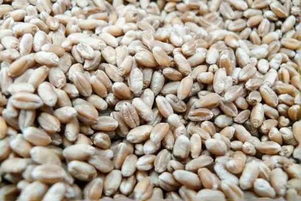 Pszenica, pszenżyto