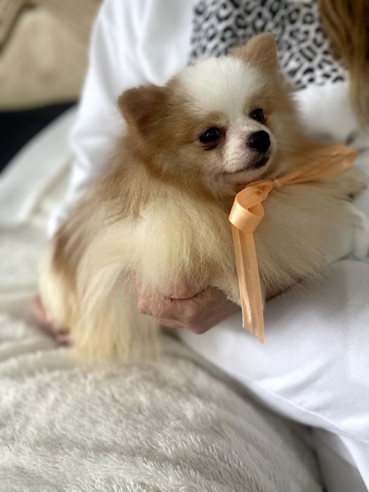 Померанські шпіци — Лише 2 хлопчика! Ідеальна можливість