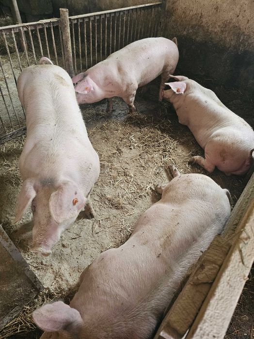 tuczniki mięsne 130kg mozliwośc transportu lub rozbiór na połowki