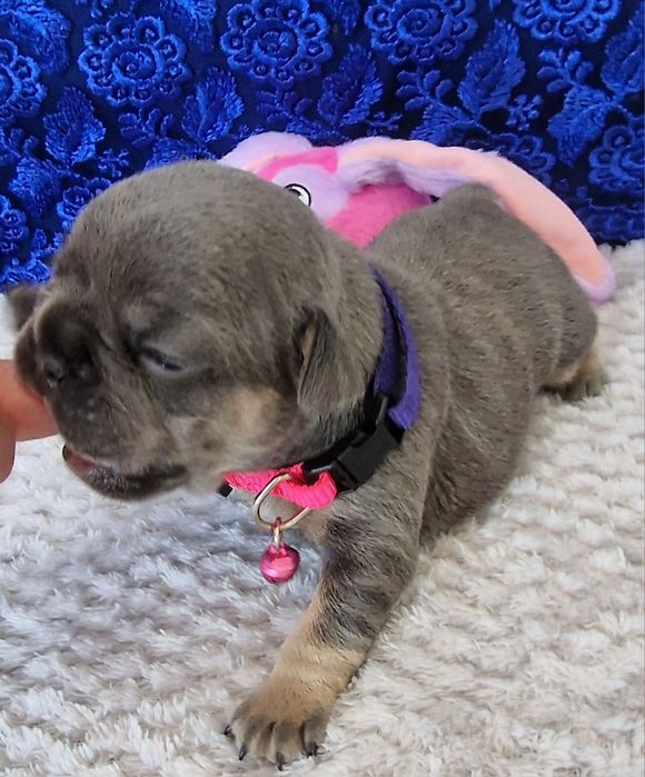 Французский бульдог на в'язку