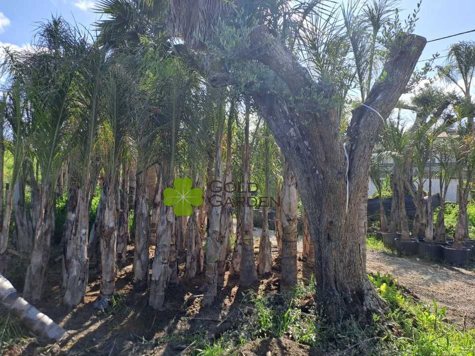 Escolha a sua Oliveira! / Plantas / Árvores / Jardim