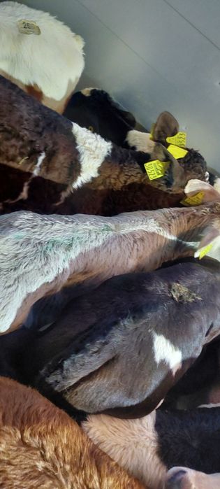 Byczki miesne jaloszki chodel