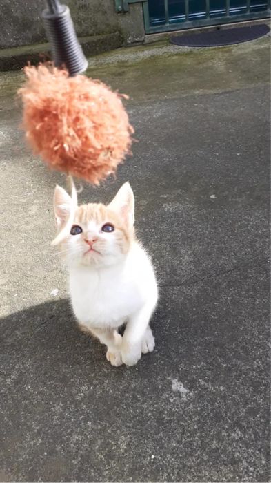 Gato com 4 meses