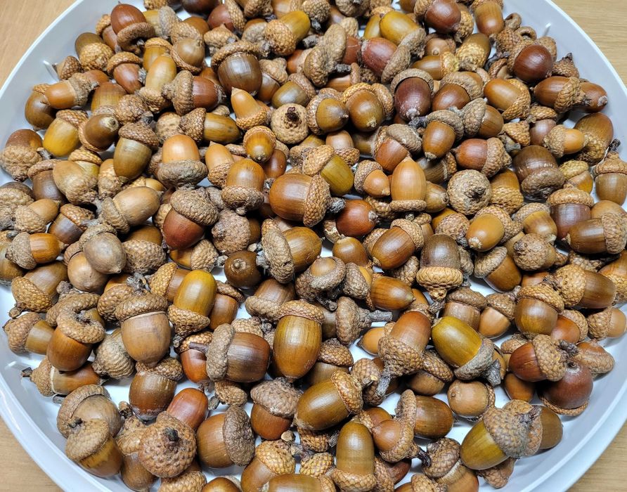 orzechy żołędzie szyszki kasztany plus artykuły plastyczne