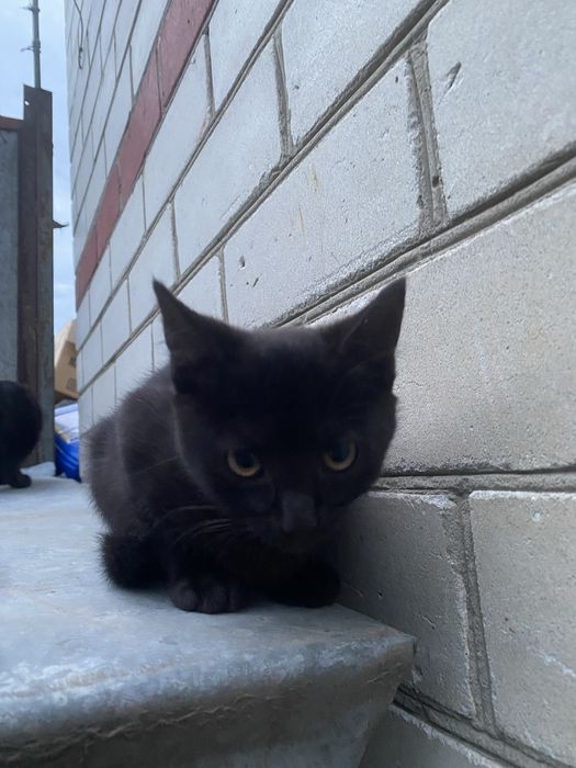 Віддам котиків в добрі руки