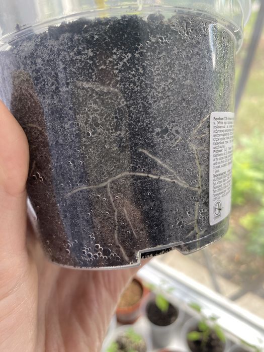 Кімнатна рослина Бальзамін махровий (Ванька мокрий)