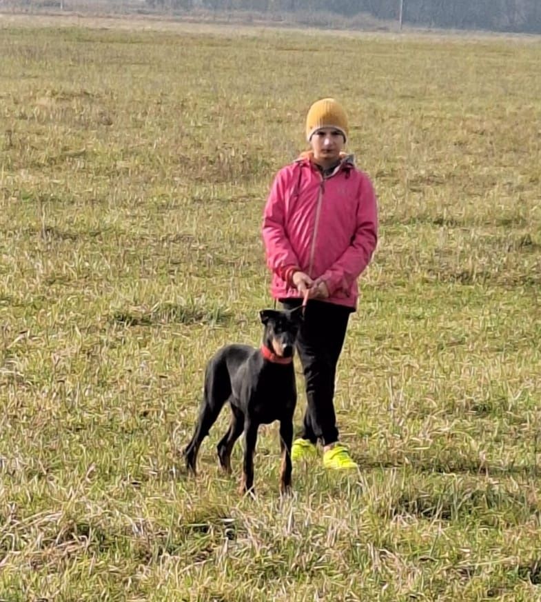 Doberman  szczeniak chłopczyk