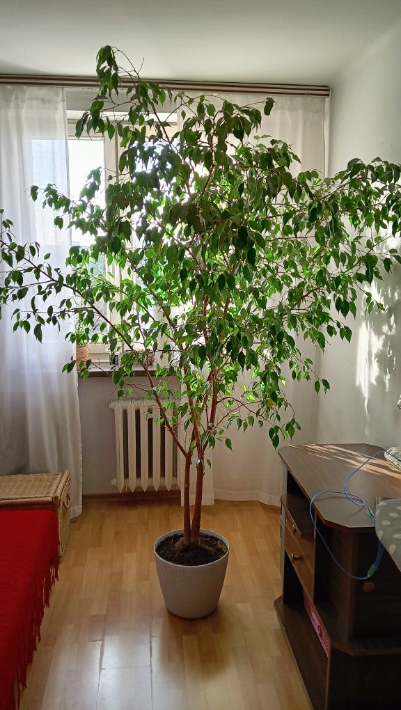 Fikus Benjamina sprzedam