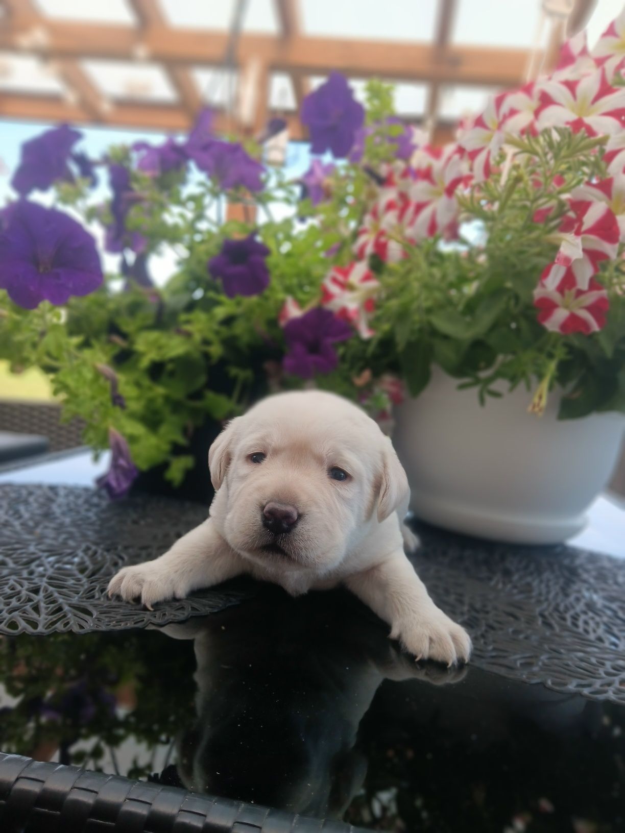 Labrador Retriever szczenie biszkopcik po ojcu z pochodzenia FCI