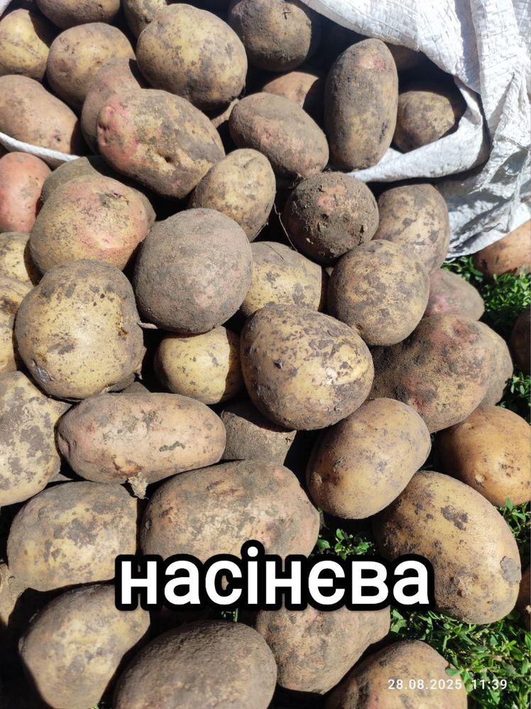 Продам посадкову та дрібну картоплю