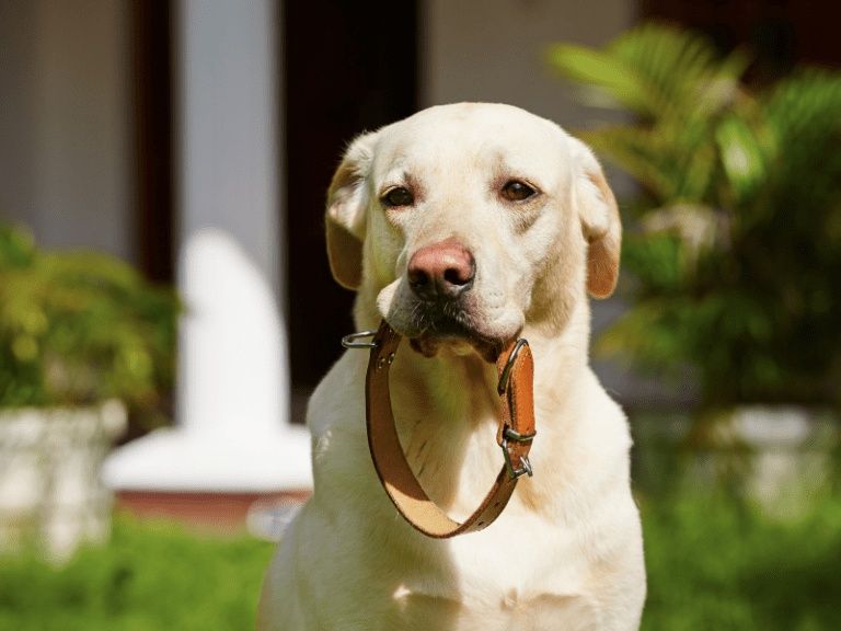 Passeios Únicos para Cães!  - Saldanha/Picoas/Marquês 

Buscand