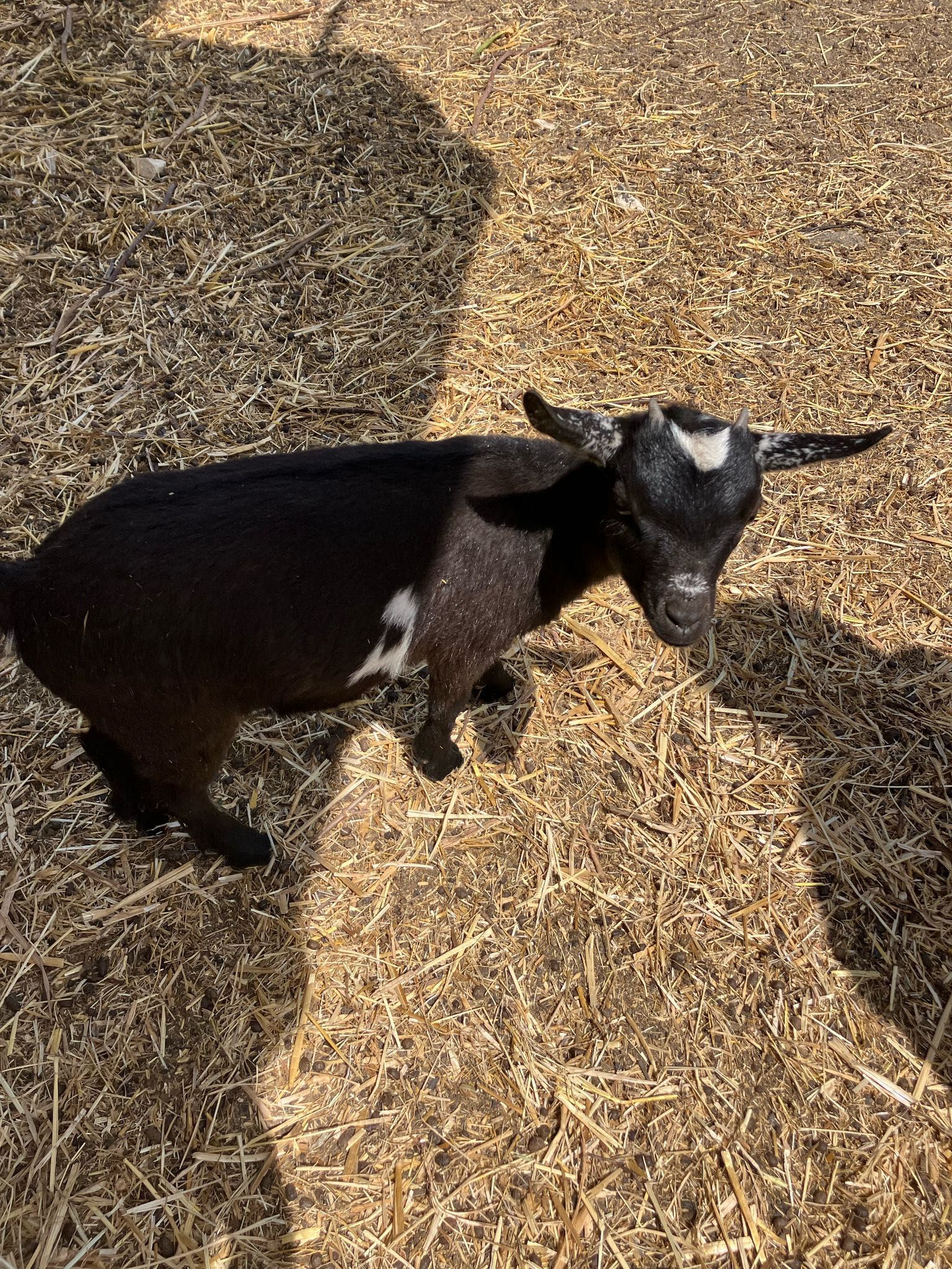 Cabras anãs bebés