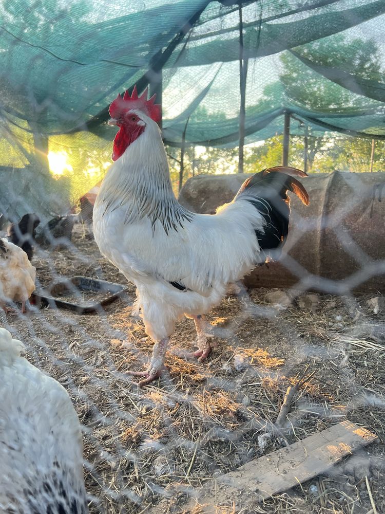Galo Sussex Light
