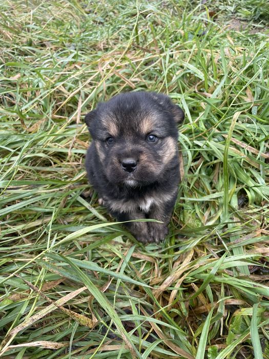 собачки в добрі руки