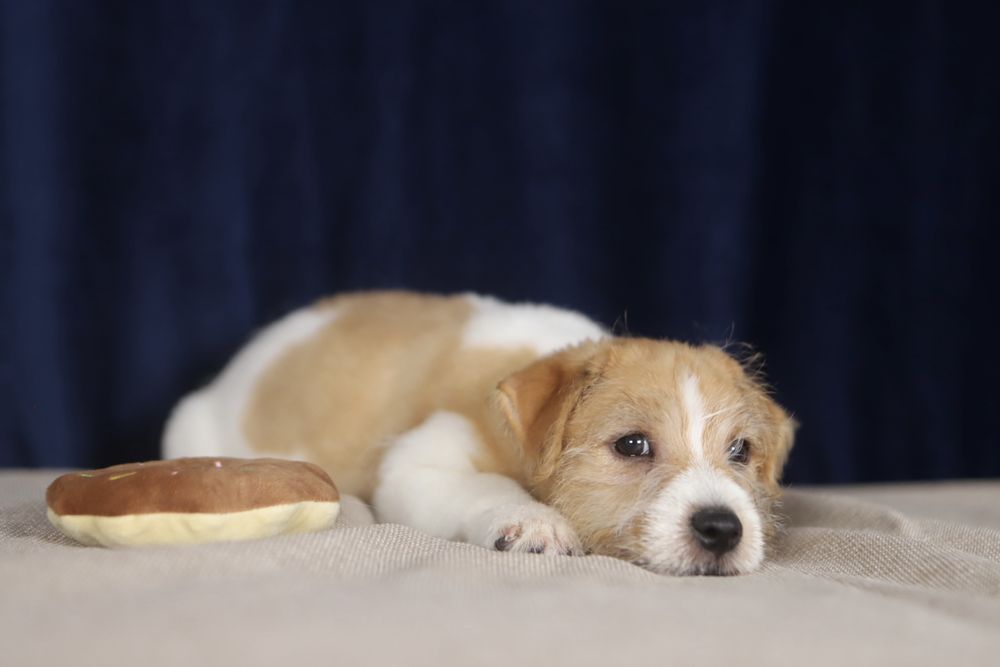 Piesek Jack Russell terrier ZKWP/FCI szorstkowlosy