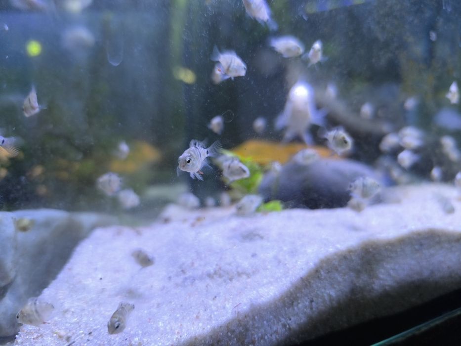 Peixe papagaios anão