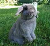 Mini lop baranek miniaturka - 6 miesięczna NIEBIESKA samiczka, METRYKA