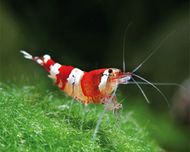Krewetka Red Crystal TINA ZOO Zabrze