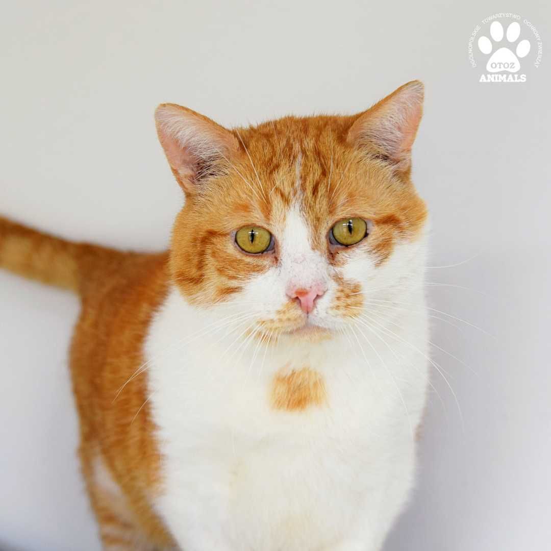 Rudy kocurek do adopcji! Poznajcie Keksa!