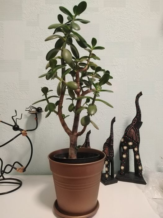 Крассула, Толстянка, Денежное дерево