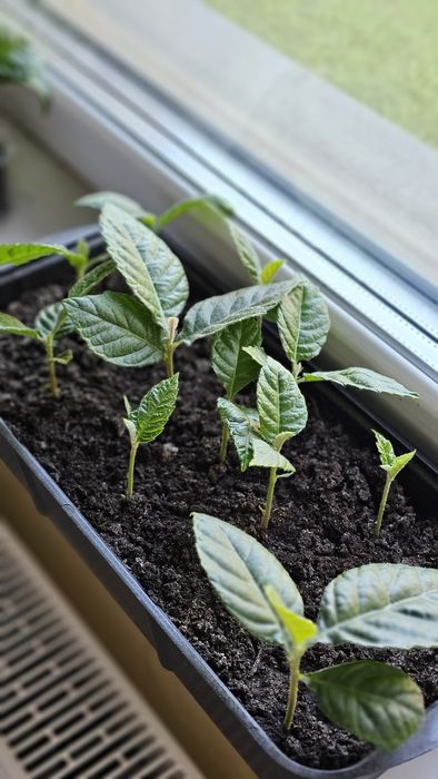 Ростки нисперо, мушмула японская